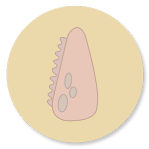 Illustrated Caps style sticker of the letter D inspired by dinousaurs in 2 different shades of pink inside a pastel yellow circle